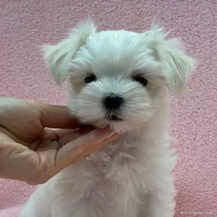 M 様のお迎えした子犬