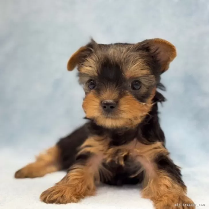 ID：2508-05464の子犬
