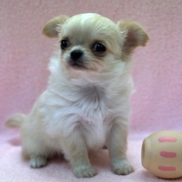 チワワ(ロング)【東京都・男の子・2025年9月23日・フォーン&ホワイト】の写真「詰まったお顔の男の子！」