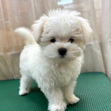 マルチーズ【東京都・男の子・2025年9月26日・ホワイト】の写真「むっちむちの【まるお君】。」