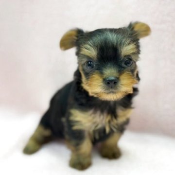 KOSEN ケーセン　ヨークシャーテリア　難あり KOSEN ケーセン ヨークシャーテリア 難あり ヨークシャーテリア