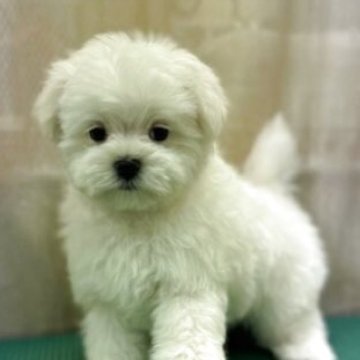 マルチーズ【東京都・男の子・2025年9月26日・ホワイト】の写真「むっちむちの【まるお君】。」