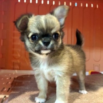 チワワ(ロング)【東京都・男の子・2025年9月23日・レッド&ホワイト】の写真「超絶イケメン君！」