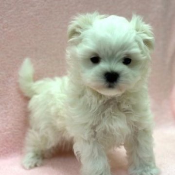マルチーズ【東京都・男の子・2025年9月26日・ホワイト】の写真「むっちむちで可愛い男の子！」