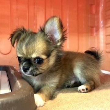 チワワ(ロング)【東京都・男の子・2025年9月23日・レッド&ホワイト】の写真「とてもおチビな男の子。」