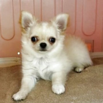 チワワ(ロング)【東京都・男の子・2025年9月23日・フォーン&ホワイト】の写真「アメリカチャンピオンの孫です！」