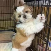 シーズー
