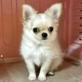 チワワ(ロング)