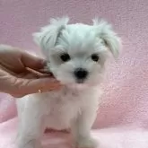 マルチーズ【東京都・女の子・2025年7月11日・ホワイト】の写真3「おすまし顔。」