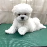 マルチーズ【東京都・男の子・2025年9月26日・ホワイト】の写真4「寛ぎのポーズ。」
