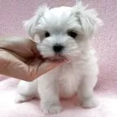 マルチーズ【東京都・女の子・2025年7月11日・ホワイト】の写真4「カメラ目線。」