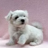 マルチーズ【東京都・女の子・2025年7月11日・ホワイト】の写真7「チラッと横顔。」