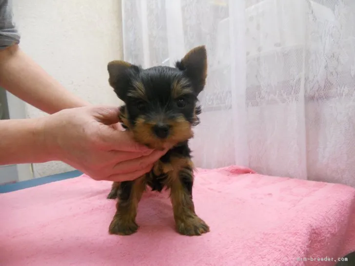 ID：1812-01749の子犬