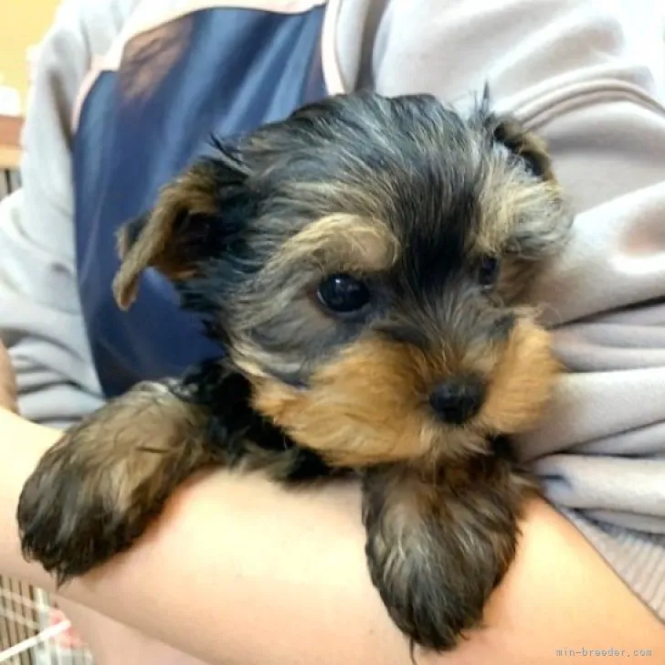 アンコタロー 様のお迎えした子犬