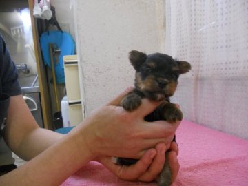 ヨークシャーテリア【東京都・男の子・2018年7月29日・スティールブルー&タン】の写真「７頭兄妹だからちっちゃいよ！」