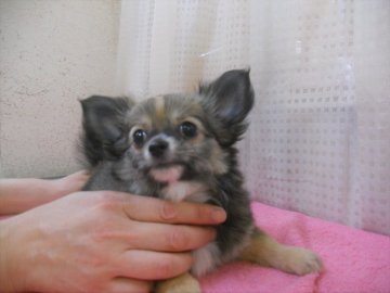 チワワ(ロング)【東京都・男の子・2018年5月10日・レッド&ホワイト】の写真「人が大好きな「かまってちゃん」です！」