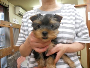 ヨークシャーテリア【東京都・女の子・2018年7月29日・スティールブルー&タン】の写真「７頭兄妹だからちっちゃいよ！」