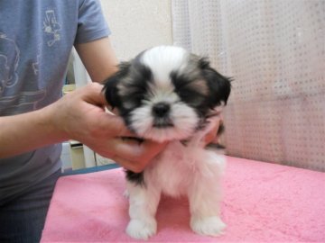 シーズー【東京都・女の子・2018年5月7日・ホワイト&ゴールド】の写真「美人度アップ中のおチビちゃん！」