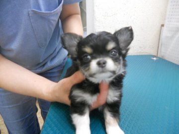 チワワ(ロング)【東京都・男の子・2017年8月25日・ブラックタンアンドホワイト】の写真「お顔の詰まった超イケメン君。」