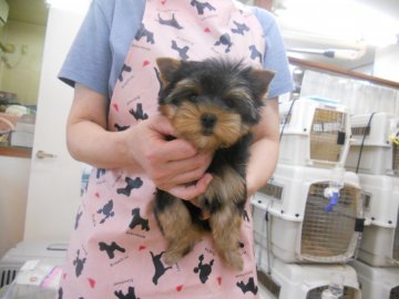 ヨークシャーテリア【東京都・女の子・2018年7月29日・スティールブルー&タン】の写真「レベルの高い女の子！」