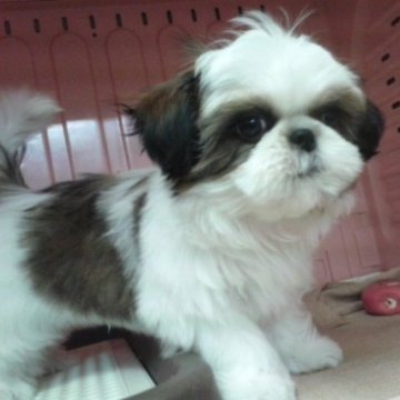 シーズー【東京都・女の子・2023年3月19日・ホワイト&ゴールド】の写真「再びデビュー【わかばちゃん】です！」