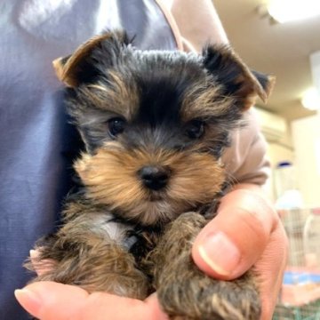 ヨークシャーテリア【東京都・男の子・2023年9月21日・スティールブルー&タン】の写真「小振りな男の子だよ！」