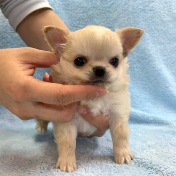 チワワ(ロング)【東京都・男の子・2023年9月25日・フォーン&ホワイト】の写真「超絶可愛いチワワ君！」