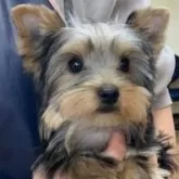 ヨークシャーテリア【東京都・女の子・2023年9月19日・スティールブルー&タン】の写真1「１月１１日撮影。」