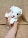 マルチーズ【東京都・男の子・2026年1月1日・ホワイト】の写真10
