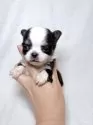チワワ(ロング)【東京都・男の子・2025年9月28日・ブラックアンドホワイト】の写真4