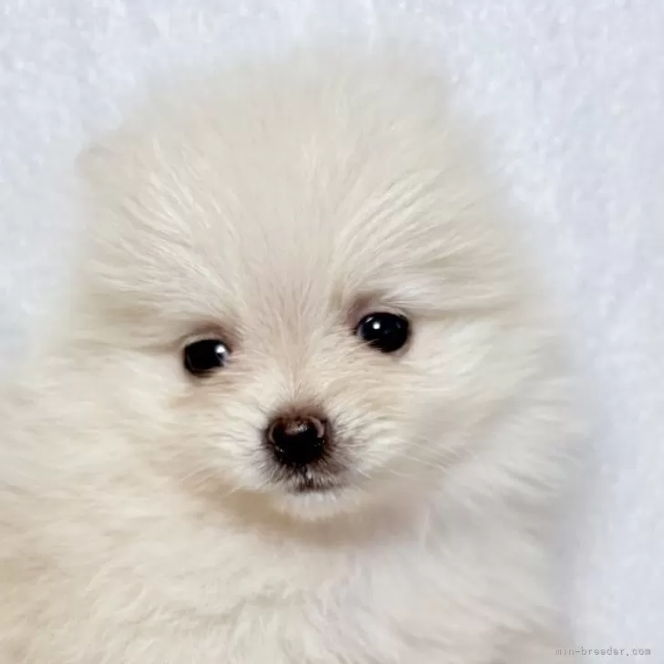 H.Ｉ 様のお迎えした子犬