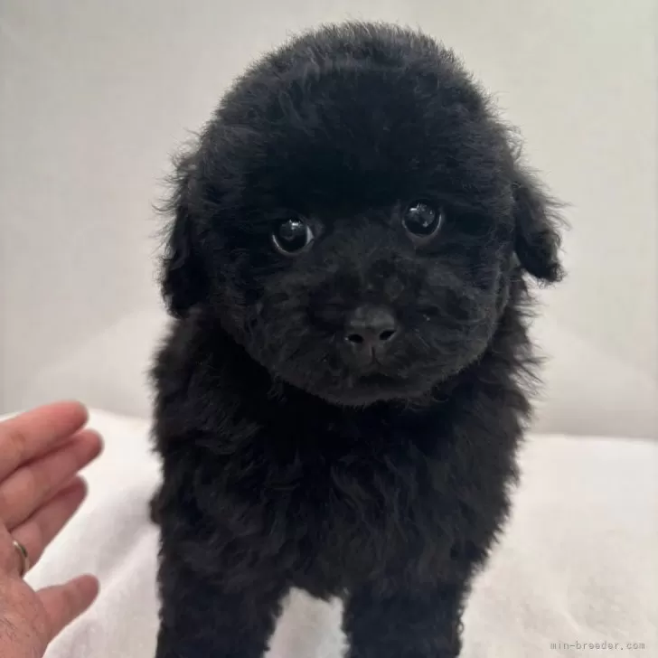 ID:2502-01864の子犬