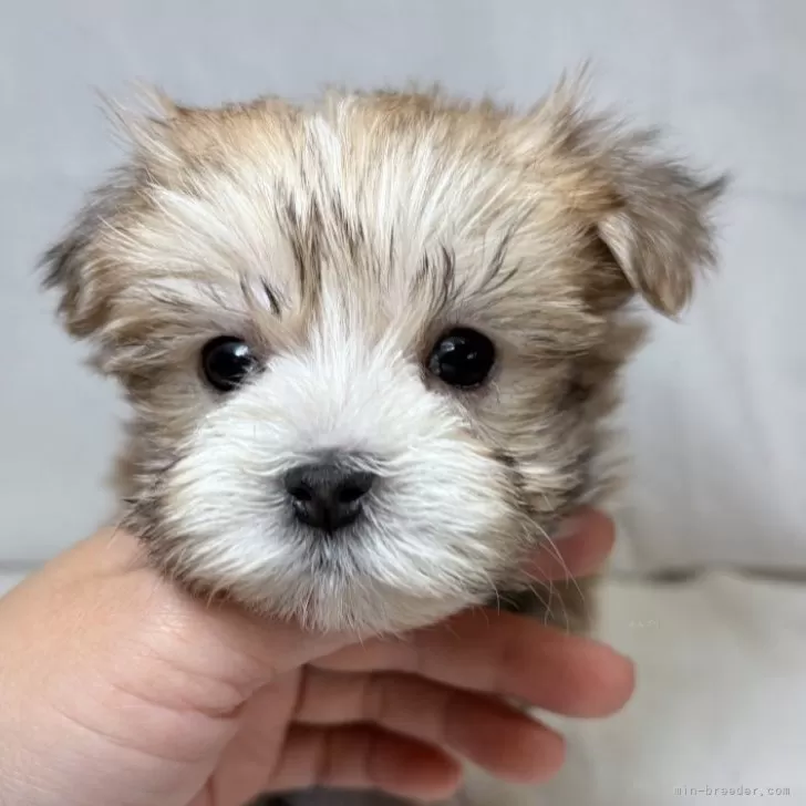 ミックス(マルチーズ×ヨークシャーテリア)【東京都・男の子・2025年9月15日・レッドアンドホワイト】の写真1「珍しい色合いの、とても可愛らしいお顔と毛色です✨」