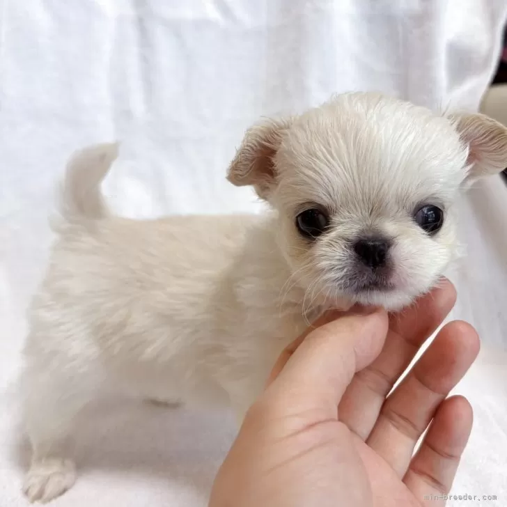 ID：2507-03947の子犬