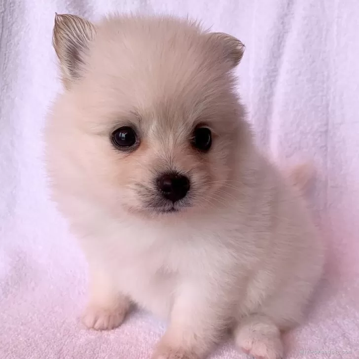 ID:2505-05071の子犬