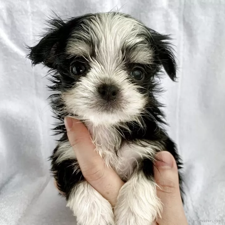 ID:2505-07297の子犬