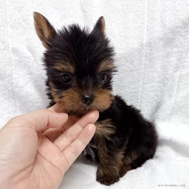 ID:2507-06584の子犬