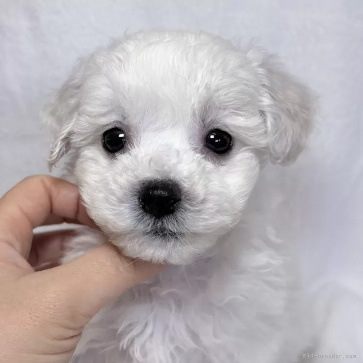 ビションフリーゼ【東京都・女の子・2025年9月21日・ホワイト】の写真1「美人さんです✨ パピーの毛色なので生え変わり、白くなります。」