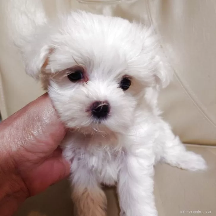 ID:2504-06168の子犬