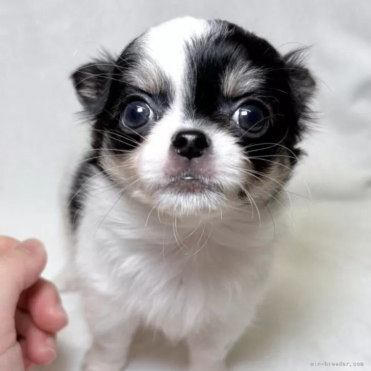 チワワ(ロング)【東京都・女の子・2025年9月8日・ブラックアンドホワイト】の写真1「クリクリの大きな瞳です✨人が来ると見上げて観察して、遊ぼうアピールをしてきます🐶」