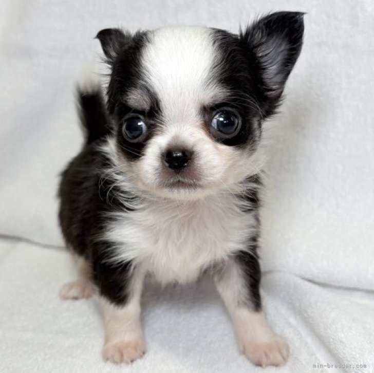 ブリーダー画像