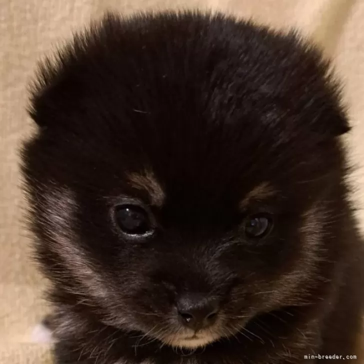 H.K 様のお迎えした子犬