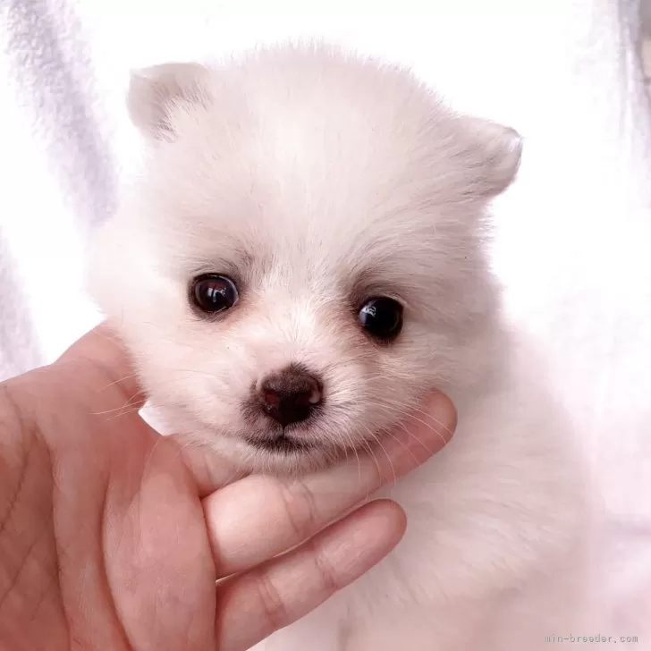 ID：2505-05110の子犬