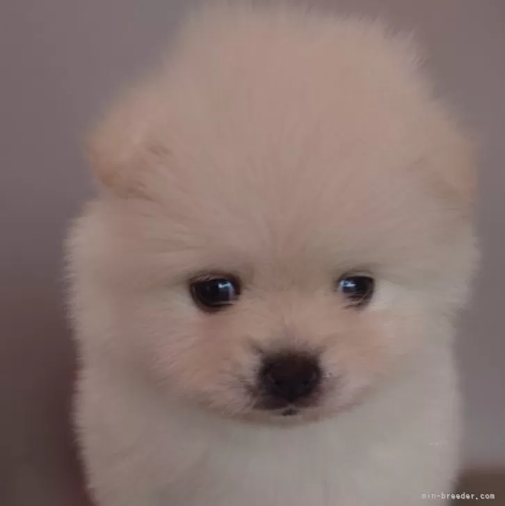 ID:2411-04580の子犬