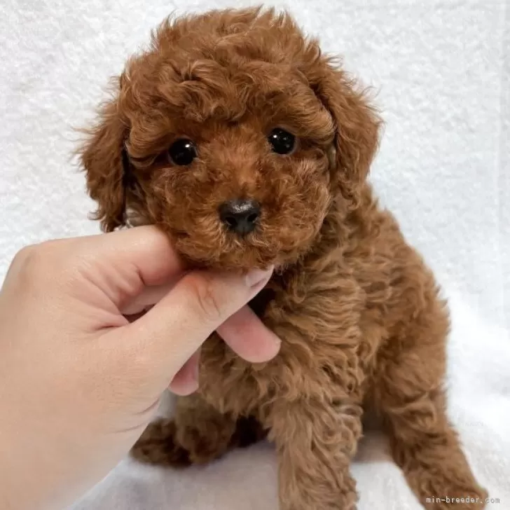 ID：2509-02697の子犬