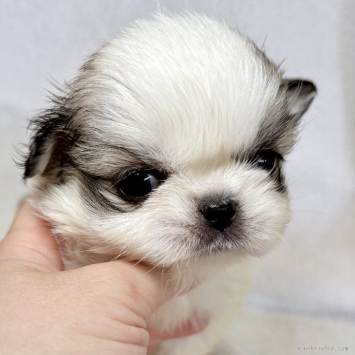 ブリーダー画像