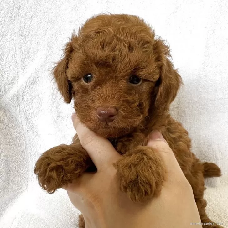 ID:2506-05958の子犬