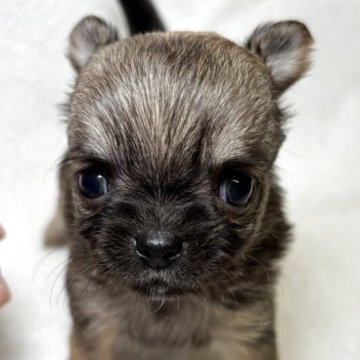 チワワ(ロング)【東京都・女の子・2025年10月25日・フォーン&ホワイト】の写真「小ぶりな三兄妹✨」