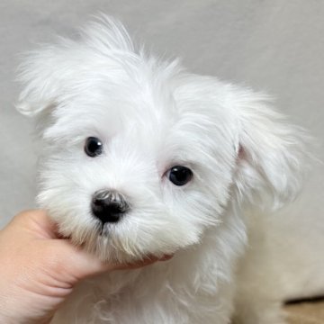 マルチーズ【東京都・女の子・2025年8月17日・ホワイト】の写真「個性的なつぶらな瞳✨可愛く賢い子です✨」