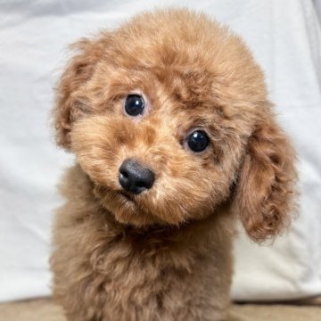 トイプードル(トイ)【東京都・女の子・2025年7月28日・レッド】の写真「元気な女の子✨」